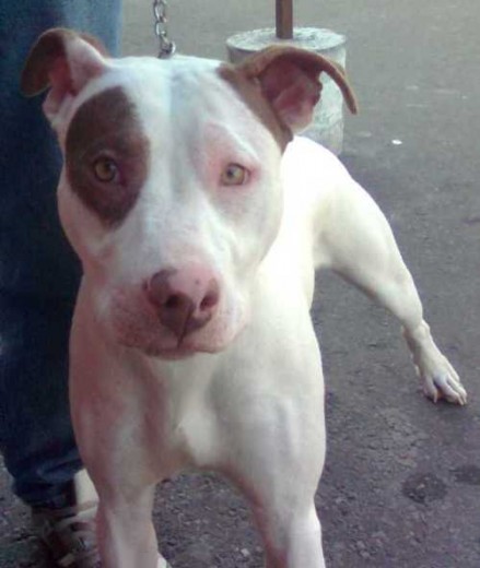 ROKO DE 7 MESES ROKO DE 7 MESES